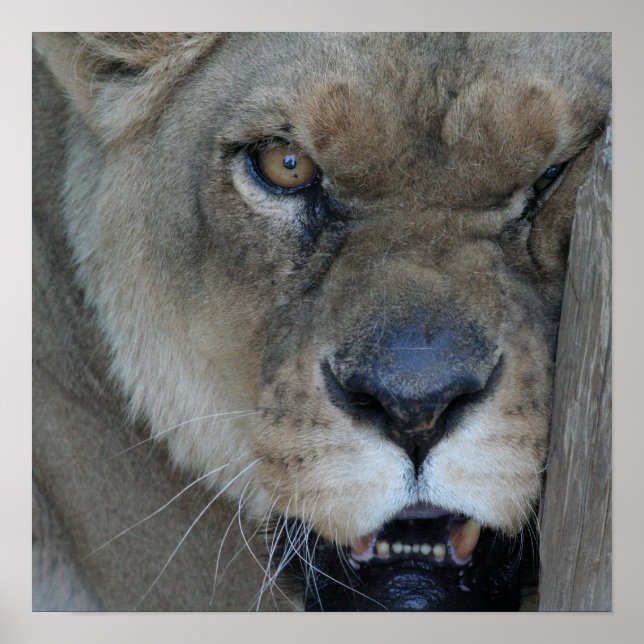 Lioness 007 poster (Front)