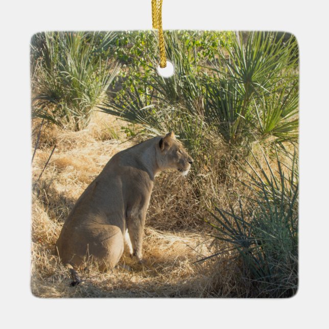LIONESS 15  BOTSWANA CERAMIC ORNAMENT (Front)