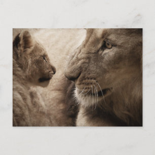 Lioness and Cub Postcard