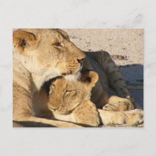 Lioness and Cub Resting Together Postcard