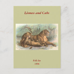Lioness and Cubs, Felis leo Postcard