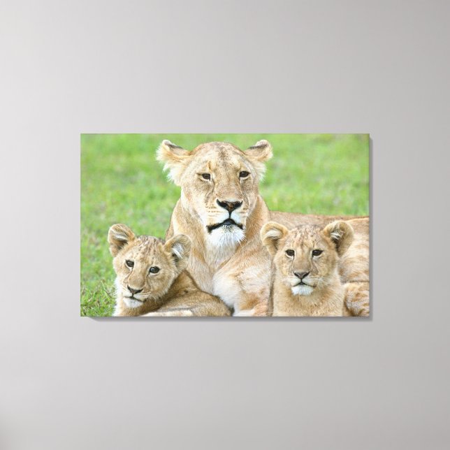 Lioness and Two Cubs, East Africa, Tanzania, Canvas Print (Front)