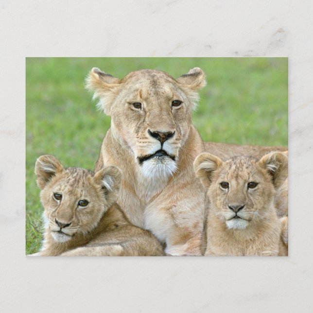 Lioness and Two Cubs, East Africa, Tanzania, Postcard (Front)