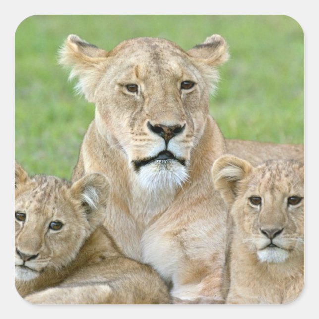 Lioness and Two Cubs, East Africa, Tanzania, Square Sticker (Front)