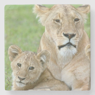 Lioness and Two Cubs, East Africa, Tanzania, Stone Coaster