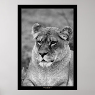 Lioness (BW Version) Poster