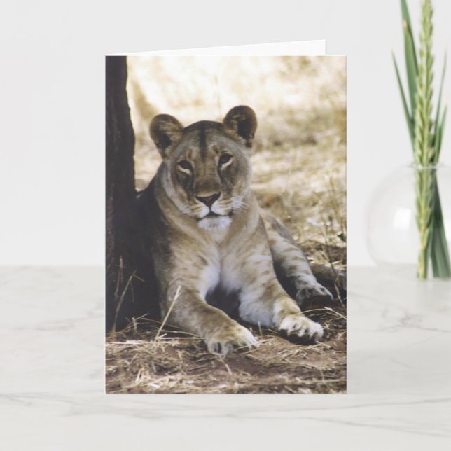 Lioness Card (Front)