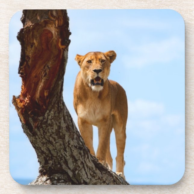 Lioness Coaster (Front)