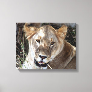 lioness face canvas print