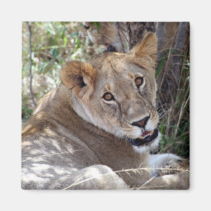 lioness face magnet
