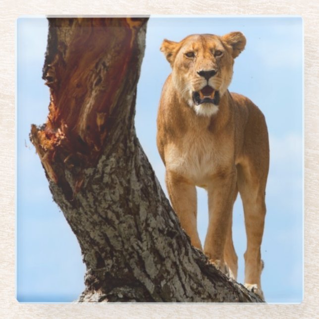 Lioness Glass Coaster (Front)