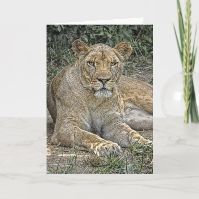 Lioness Greeting Card (Front)