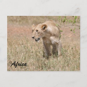 lioness hunting postcard