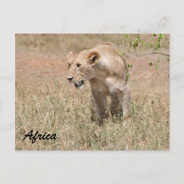 lioness hunting postcard (Front)