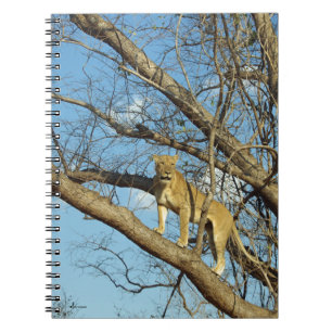 Lioness in a Tree Notebook