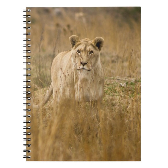 LIONESS IN THE GRASS NOTEBOOK (Front)