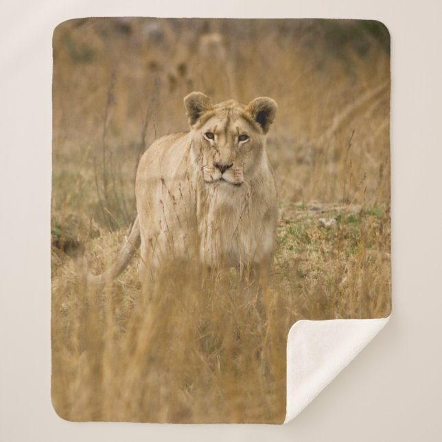 LIONESS IN THE GRASS SHERPA BLANKET (Front)