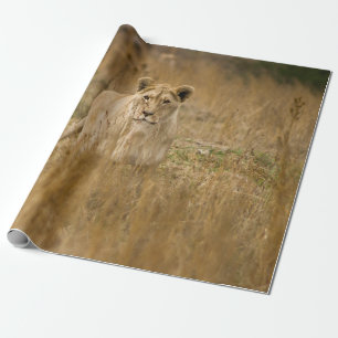 LIONESS IN THE GRASS WRAPPING PAPER