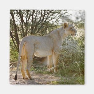 lioness lion, Panthera leo, Kgalagadi Magnet