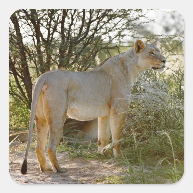 lioness lion, Panthera leo, Kgalagadi Square Sticker (Front)