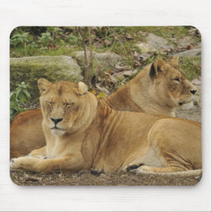 Lioness mouse mat