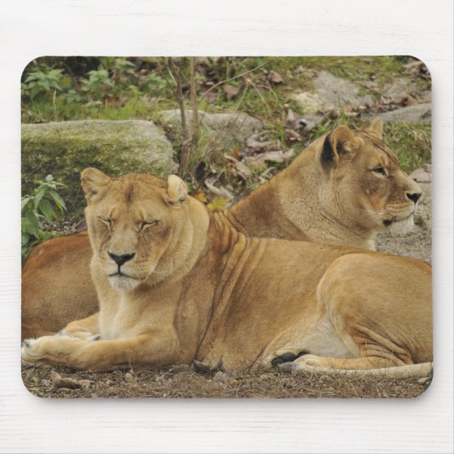 Lioness  mouse mat (Front)