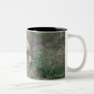 Lioness (Panthera leo) and cubs, Masai Mara Two-Tone Coffee Mug