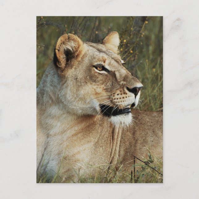 Lioness Panthera Leo photograph Postcard (Front)