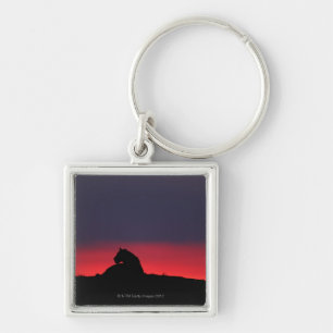 Lioness (Panthera leo) sitting, at sunset, Masai Key Ring