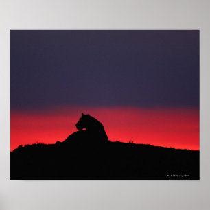 Lioness (Panthera leo) sitting, at sunset, Masai Poster