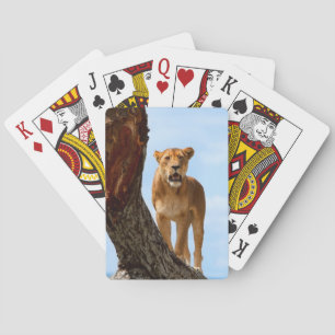 Lioness Playing Cards