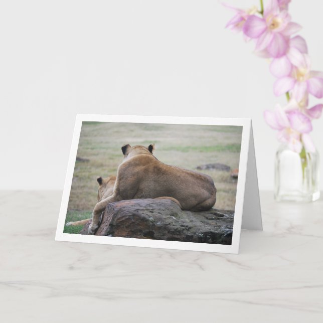 Lioness Portrait Card (Orchid)
