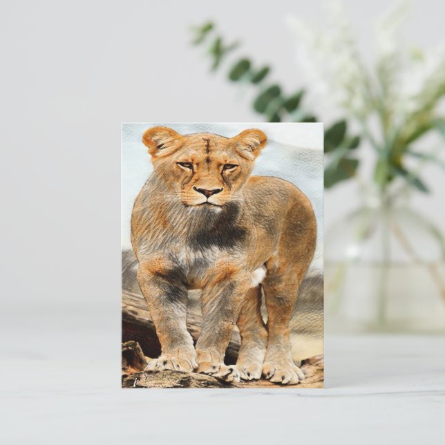 Lioness portrait postcard (Standing Front)