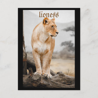 lioness postcard