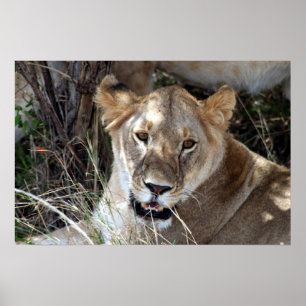 lioness poster