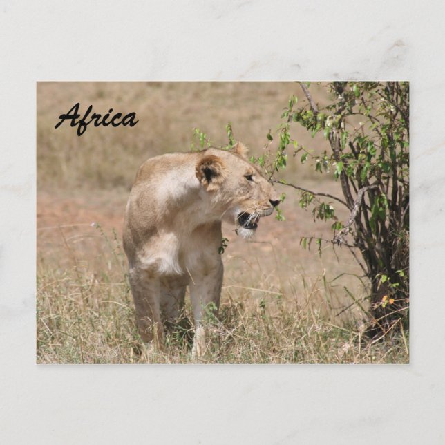 lioness prowl postcard (Front)