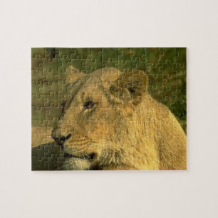 Lioness Queen Of The Jungle Jigsaw Puzzle
