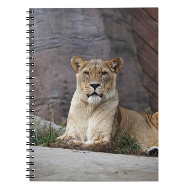 LIONESS RELAXING NOTEBOOK (Front)