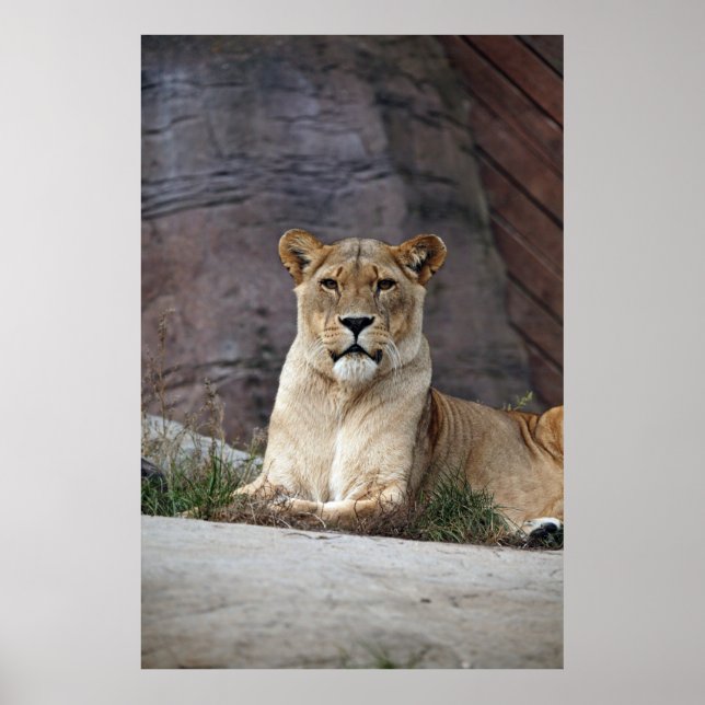 LIONESS RELAXING POSTER (Front)