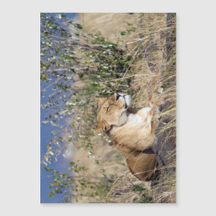 Lioness resting