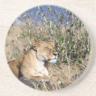 Lioness resting coaster