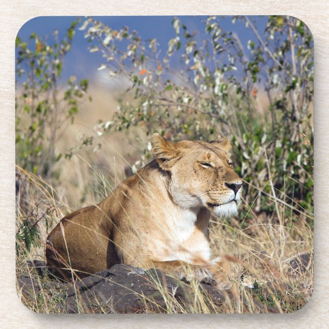 Lioness resting coaster (Front)