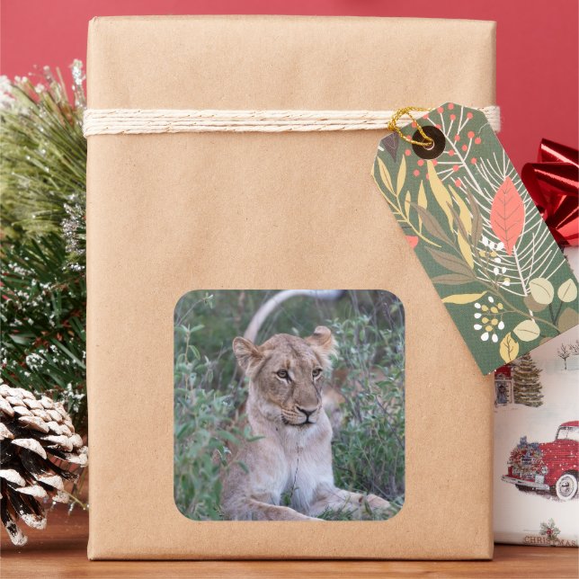 Lioness Resting in Nature Square Sticker (Holiday)