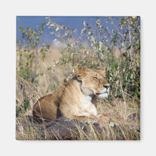 Lioness resting magnet