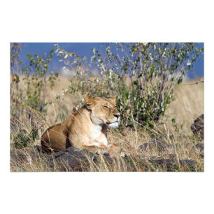 Lioness resting photo print