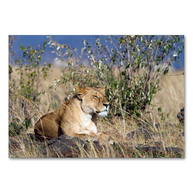 Lioness resting table number (Back)