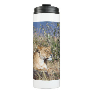 Lioness resting thermal tumbler