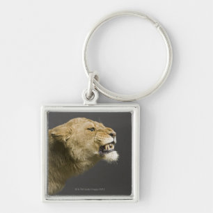 Lioness roaring 2 key ring