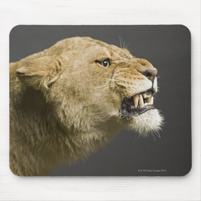 Lioness roaring 2 mouse mat (Front)