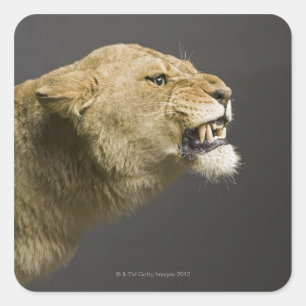 Lioness roaring 2 square sticker
